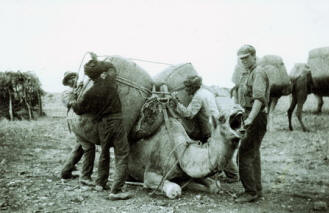 Camel being loaded photo