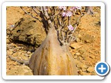 Bottle trees in bloom on the island of Socotra.